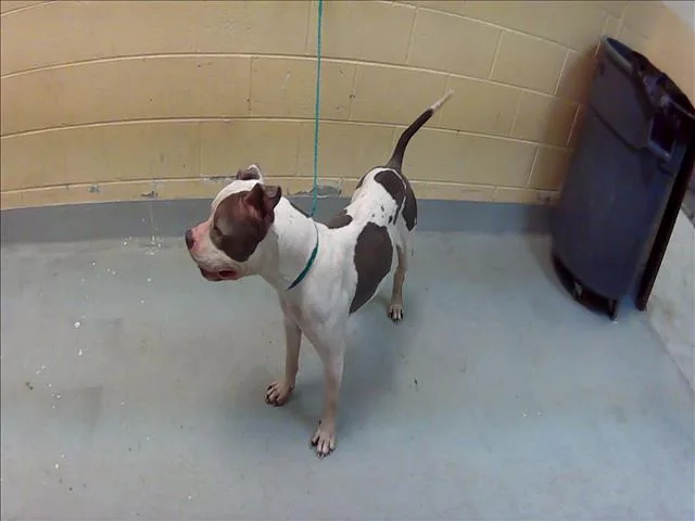 A young large-sized female Pit Bull Terrier dog named Flip for adoption in Tulsa, OK