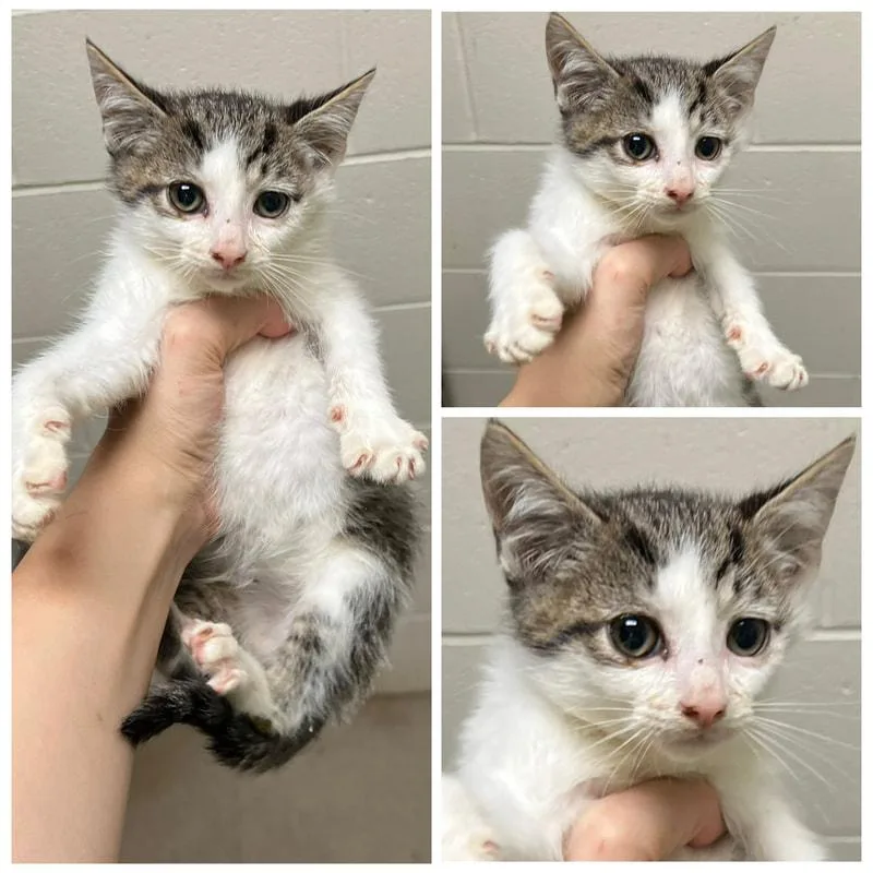 A young medium-sized male Domestic Short Hair cat named Caboodle for adoption in Dublin, VA