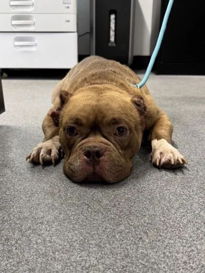 An adult medium-sized female Mixed Breed dog named Cola for adoption in West Chester, PA
