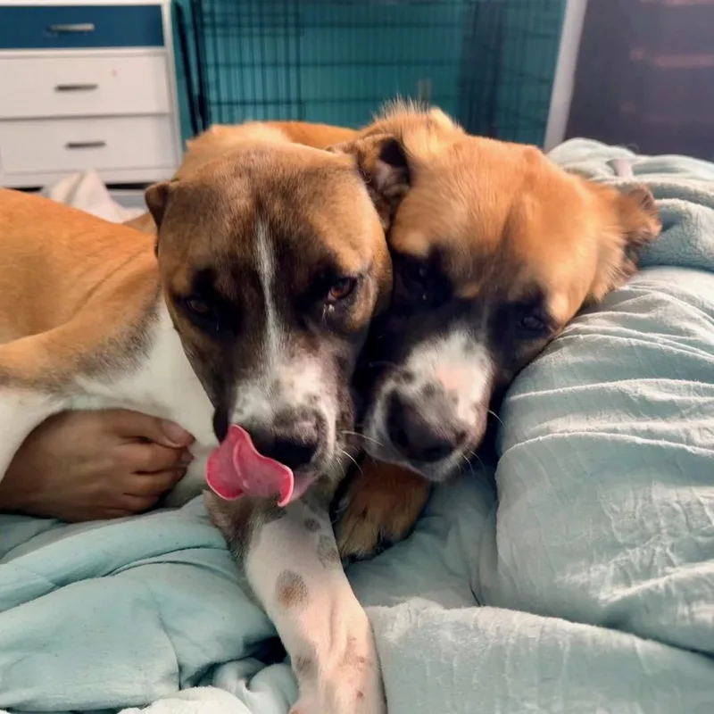 A young medium-sized male Black Mountain Cur dog named Blackbeard for adoption in Metamora, MI