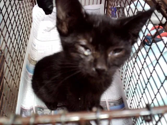 A baby small-sized male Domestic Short Hair cat named Bagheera for adoption in Martinez, CA