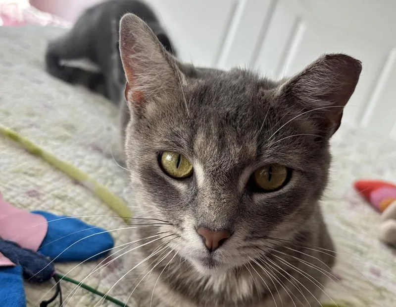 An adult medium-sized female Tabby (Gray / Blue / Silver) Domestic Short Hair cat named Zelda for adoption in Columbus, IN