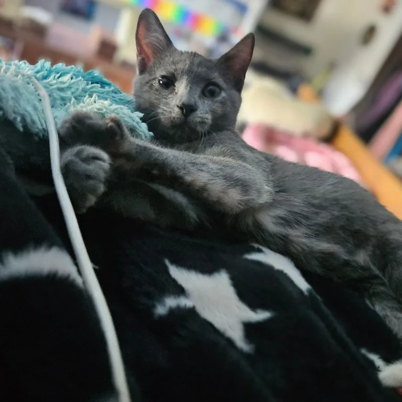 A baby small-sized female Domestic Short Hair cat named Futon for adoption in Monticello, IA