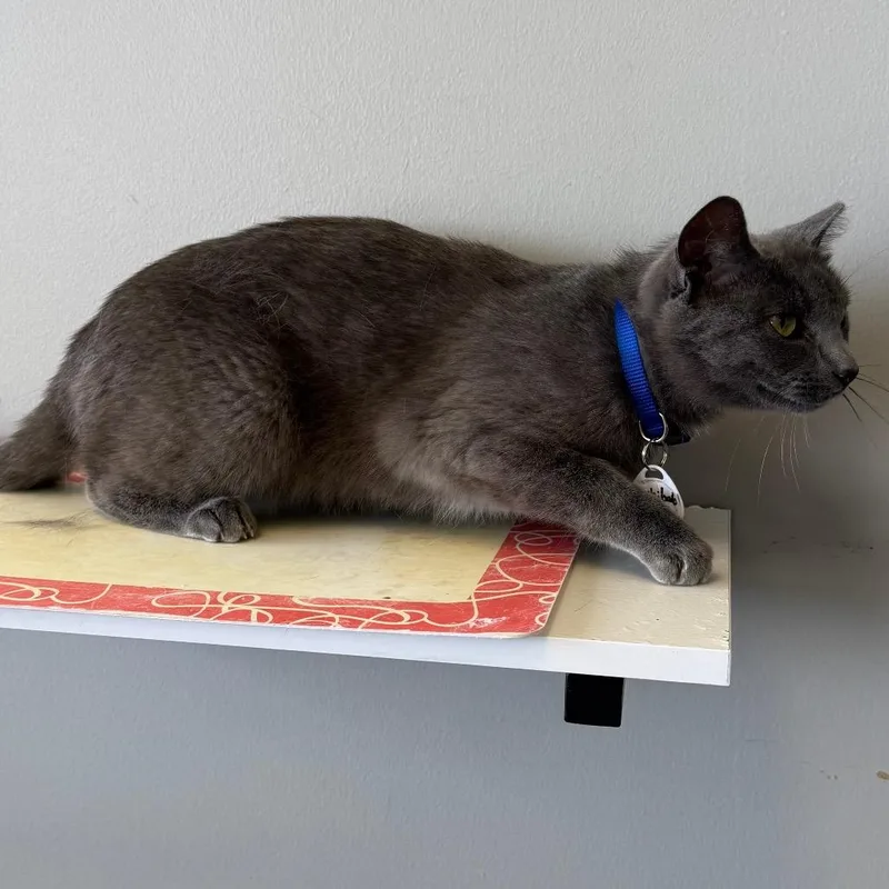 A young medium-sized male Gray / Blue / Silver Domestic Short Hair cat named Archibald for adoption in Normal, IL