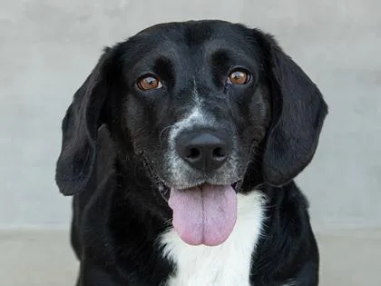 An adult medium-sized female Mixed Breed dog named Sadie for adoption in Longmont, CO