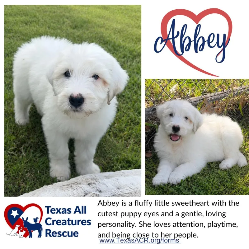 Abbey thumbnail 3