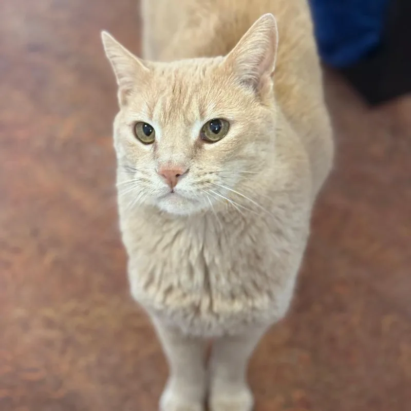 Cosmo