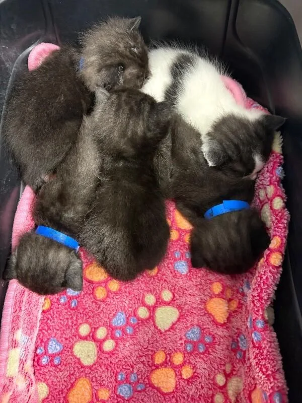 A baby medium-sized male Black Domestic Short Hair cat named Dante for adoption in Belton, MO