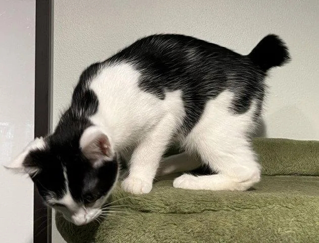 A baby medium-sized female Black & White / Tuxedo Domestic Short Hair cat named Bobbi for adoption in Nashville, TN