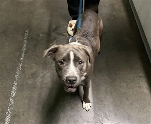 A young medium-sized male Pit Bull Terrier dog named Peta for adoption in Los Angeles, CA
