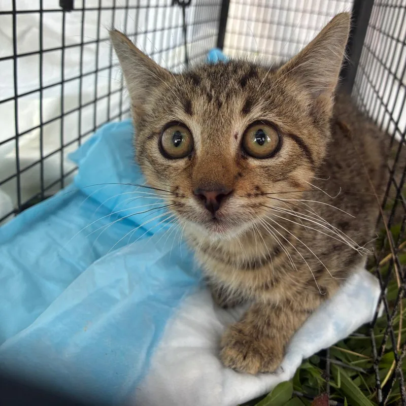 A baby small-sized male Gray / Blue / Silver Domestic Short Hair cat named MingMing for adoption in Huntington, WV