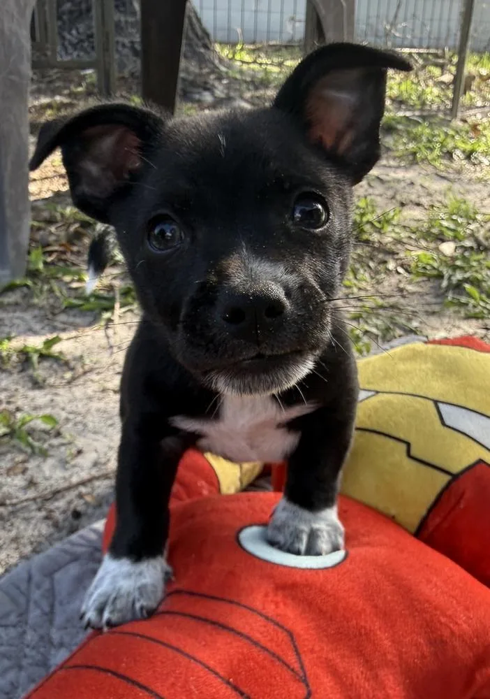 A baby small-sized male Tricolor (Brown, Black, & White) Chihuahua dog named Cosmic Crisp Stella for adoption in Lakeland, FL