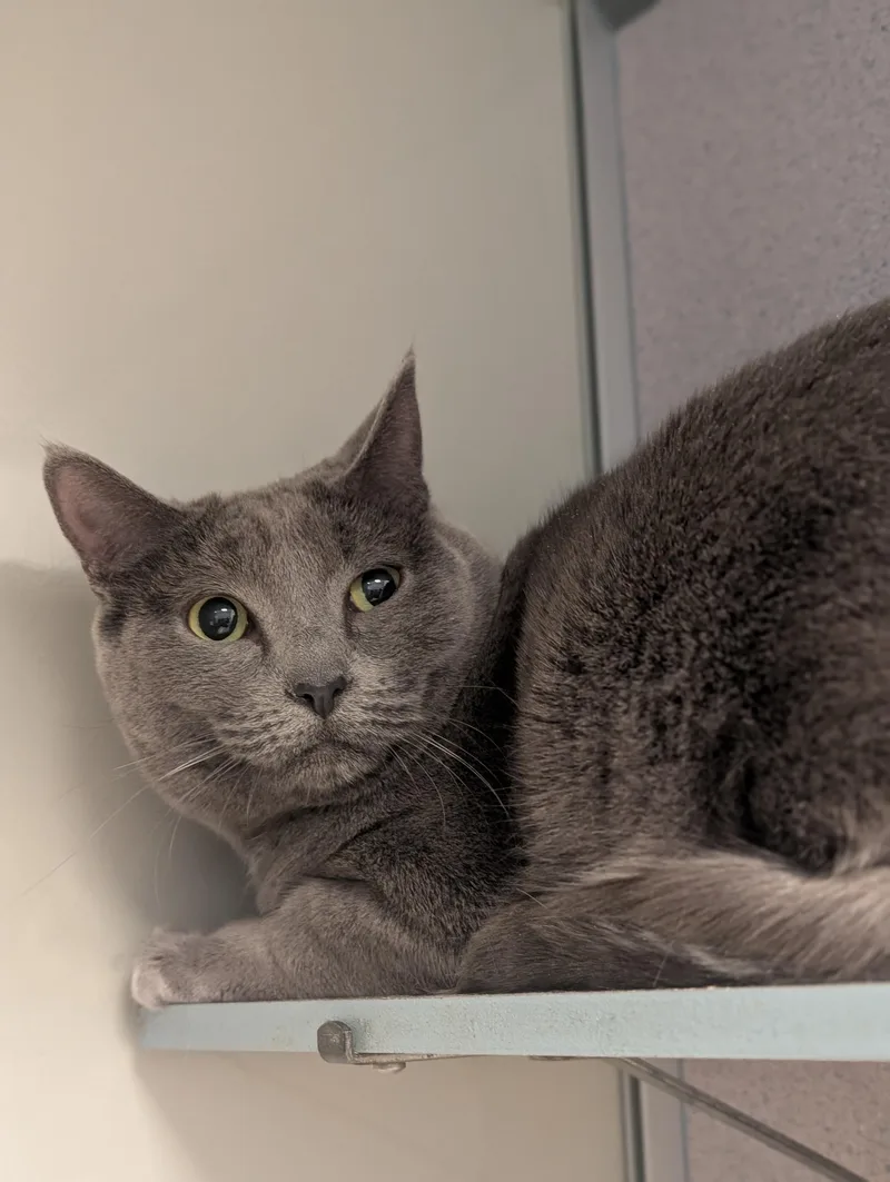 Gisele — Bonded With