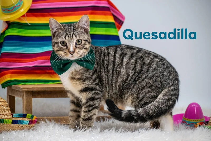 A baby small-sized male Tabby (Buff / Tan / Fawn) Domestic Short Hair cat named Quesadilla for adoption in Sevierville, TN