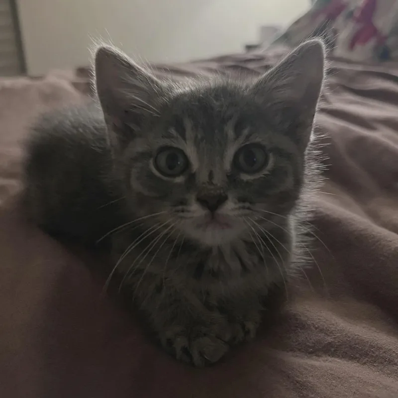A baby small-sized male Gray / Blue / Silver Domestic Short Hair cat named Babyspice for adoption in Las Cruces, NM