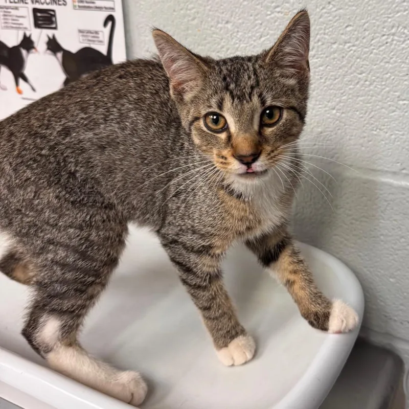 A baby small-sized male Brown / Chocolate Domestic Short Hair cat named Harry Pawter for adoption in Birdsboro, PA