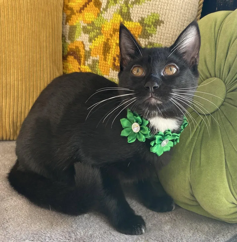 A baby small-sized female Black Domestic Short Hair cat named Winona for adoption in Cookeville, TN