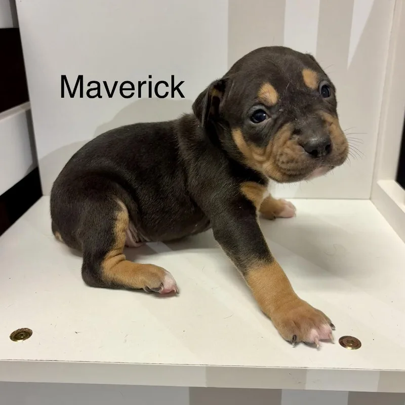 Maverick thumbnail 2