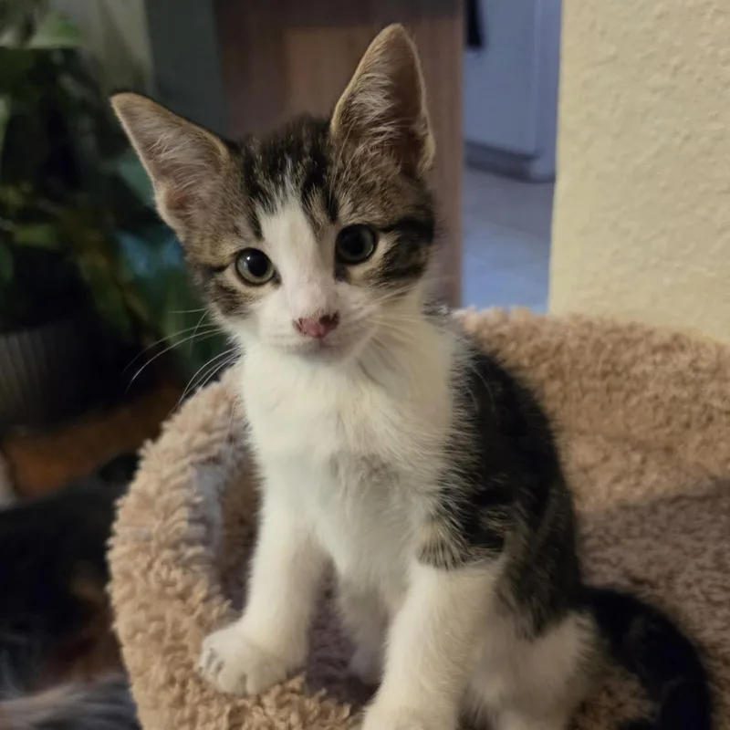 A young small-sized male Tabby (Gray / Blue / Silver) Domestic Short Hair cat named Ranger for adoption in Bentonville, AR