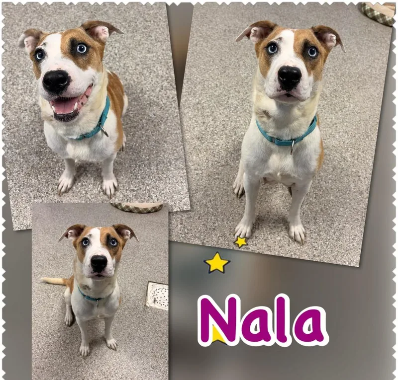 Nala thumbnail 2