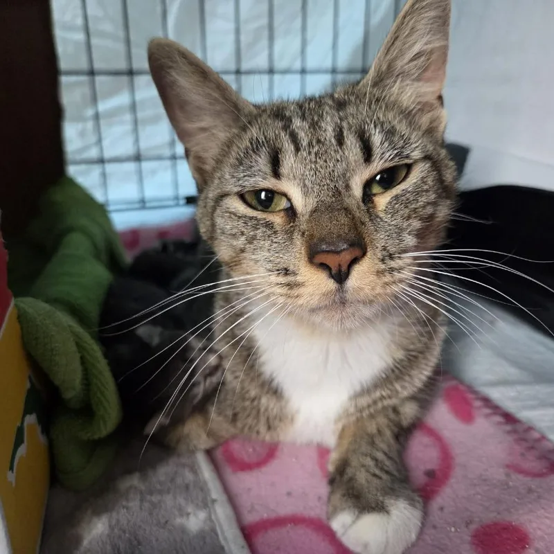 An adult small-sized female Brown / Chocolate Domestic Short Hair cat named Honey for adoption in Reisterstown, MD