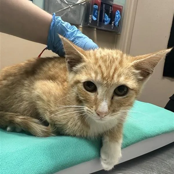 A baby small-sized male Orange / Red Domestic Short Hair cat named Fanta for adoption in Tacoma, WA
