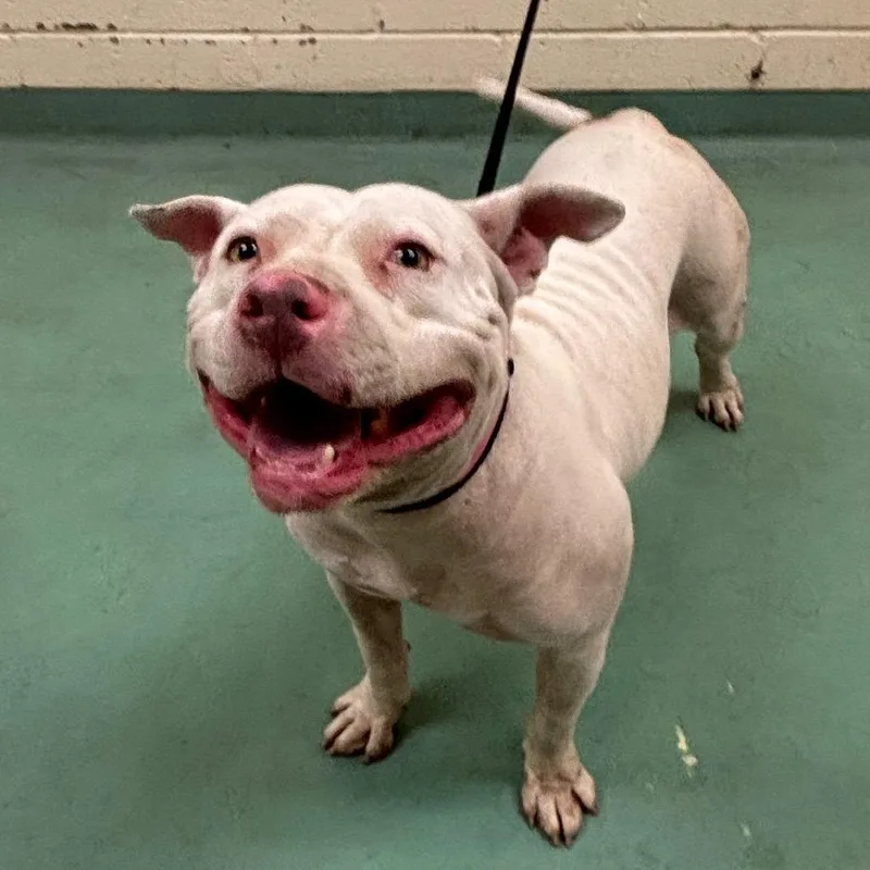 An adult medium-sized female Mixed Breed dog named Buu for adoption in Memphis, TN