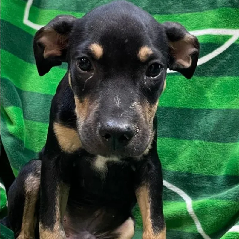 A young medium-sized male Pit Bull Terrier dog named Joey for adoption in Birmingham, AL