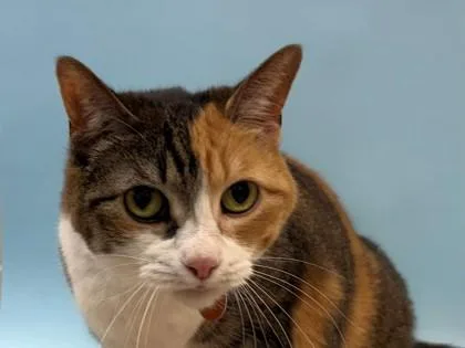 A senior small-sized female Domestic Short Hair cat named Tika for adoption in Woodbury, MN