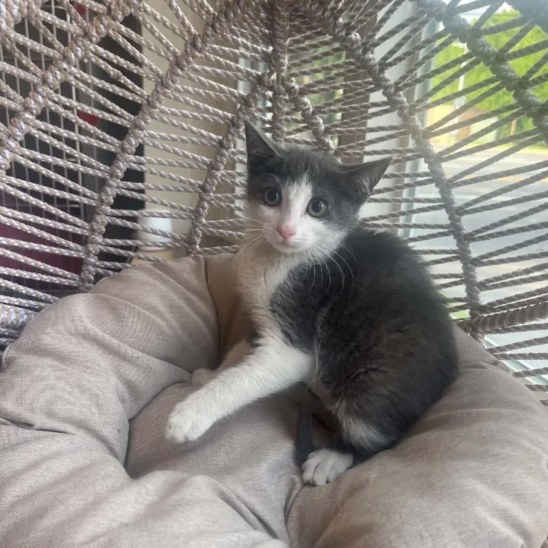 A baby small-sized female White Domestic Short Hair cat named Gc for adoption in Pasadena , MD