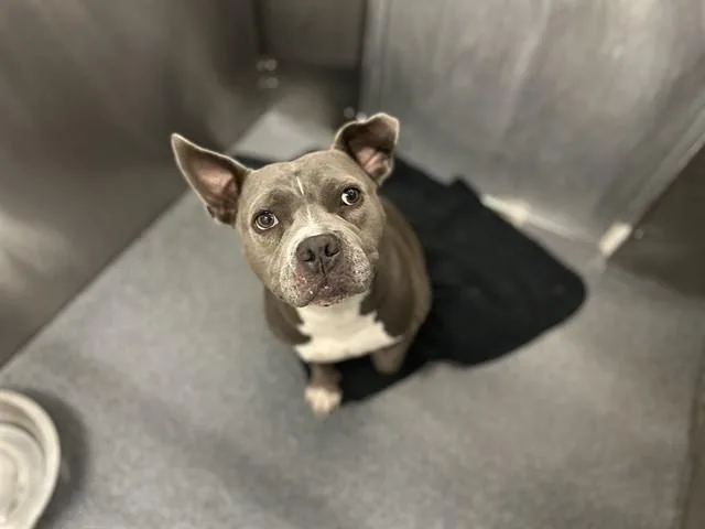 An adult medium-sized female Pit Bull Terrier dog named Juanita for adoption in Dallas, TX