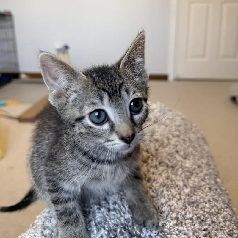 A baby small-sized male Brown / Chocolate Domestic Short Hair cat named Biscotti for adoption in Ferndale, MI