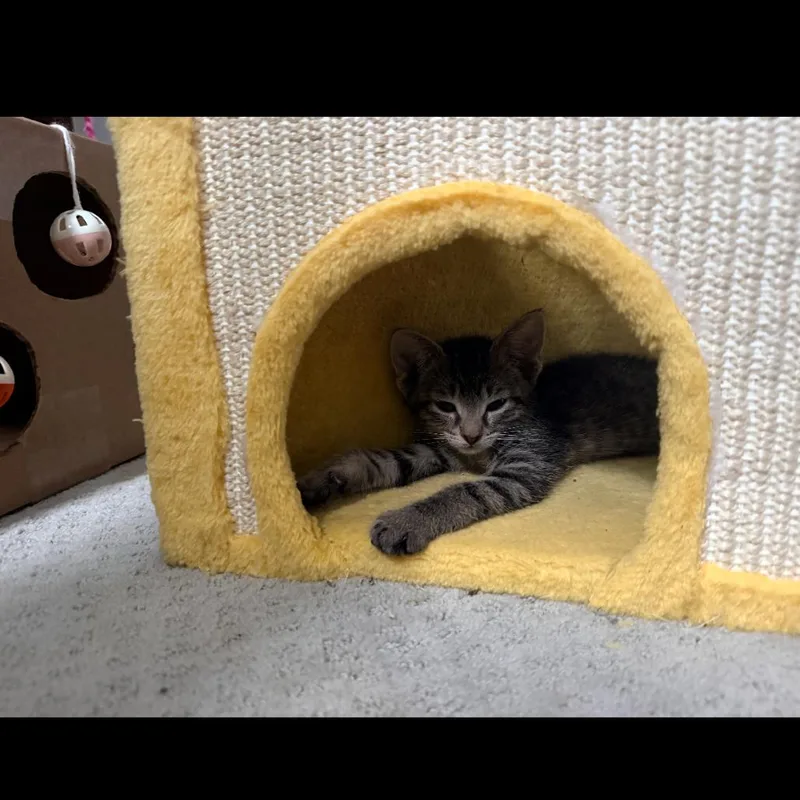 Biscotti thumbnail 3