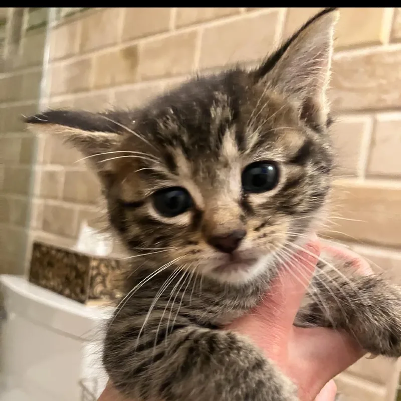 Biscotti thumbnail 4