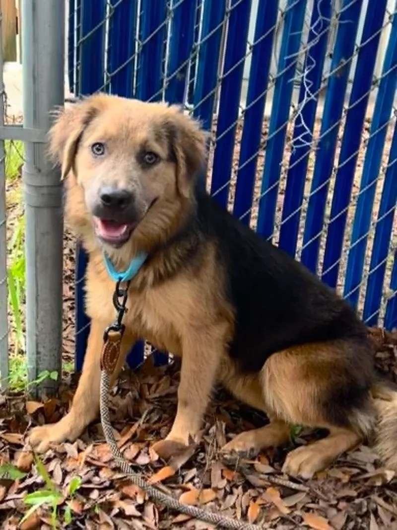 An adult medium-sized female Shepherd dog named Winona for adoption in Holly Springs, NC