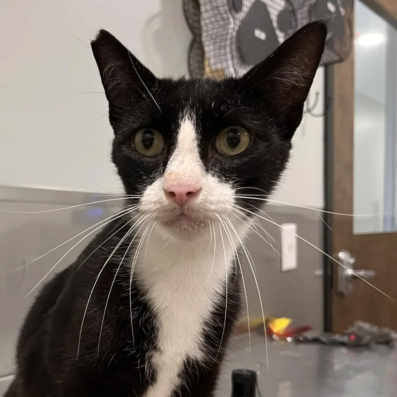An adult medium-sized male Black Domestic Short Hair cat named Squid for adoption in Washburn, MO