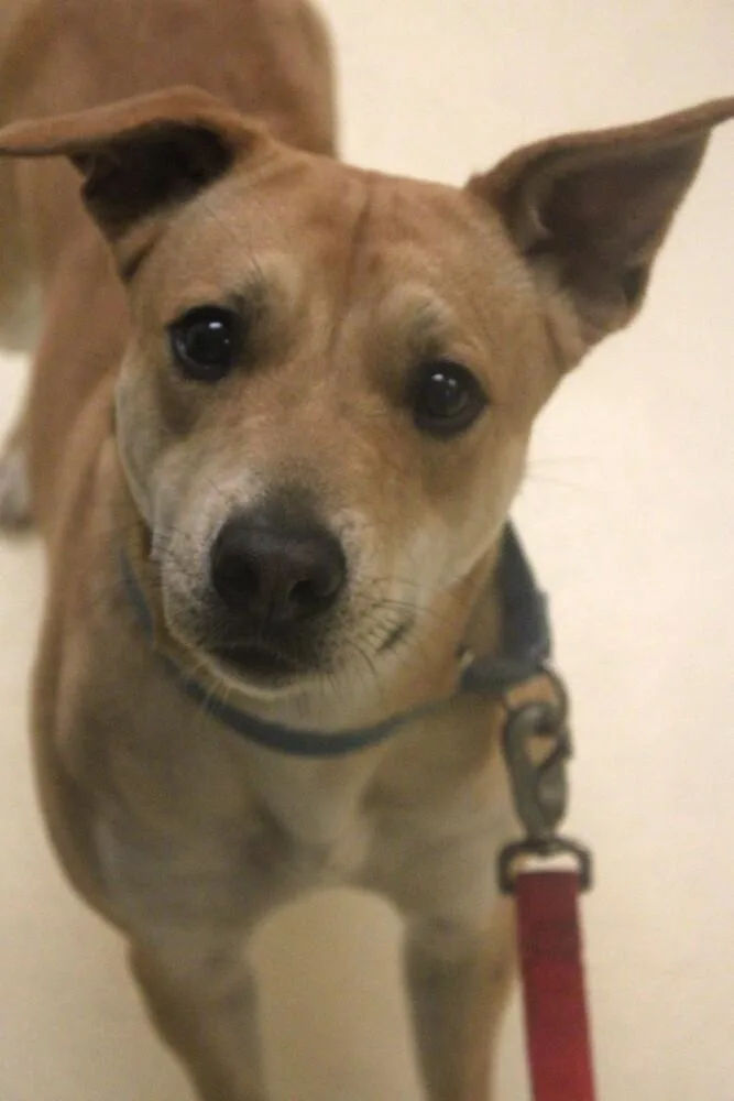 An adult medium-sized female White / Cream Labrador Retriever dog named Lindsey Buckingham for adoption in Kalamazoo, MI