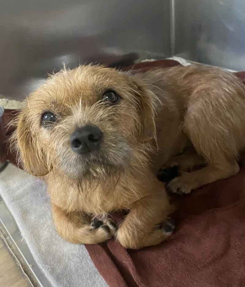 A young small-sized female Yellow / Tan / Blond / Fawn Cairn Terrier dog named Piper for adoption in Spencer, IN