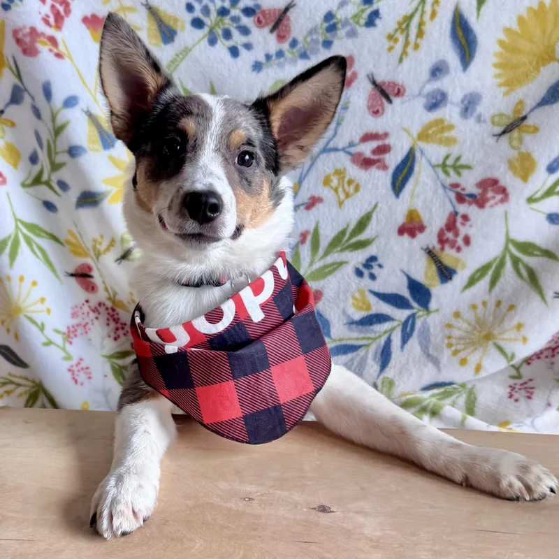 A baby small-sized male Merle (Blue) Corgi dog named Gus Gus for adoption in Louisburg, KS