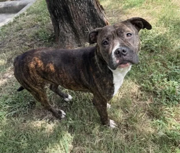 A young medium-sized female Staffordshire Bull Terrier dog named Princess for adoption in Houston, TX