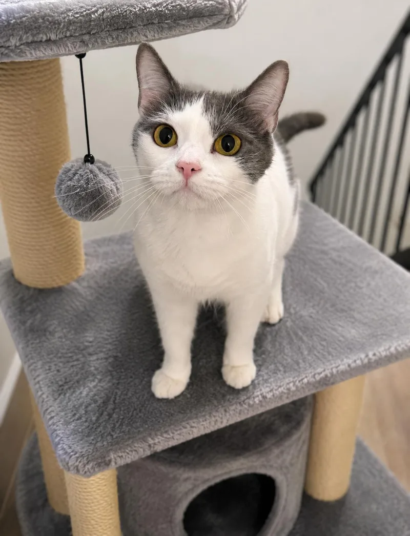 A young medium-sized female American Shorthair cat named Jinx for adoption in Hickory, NC