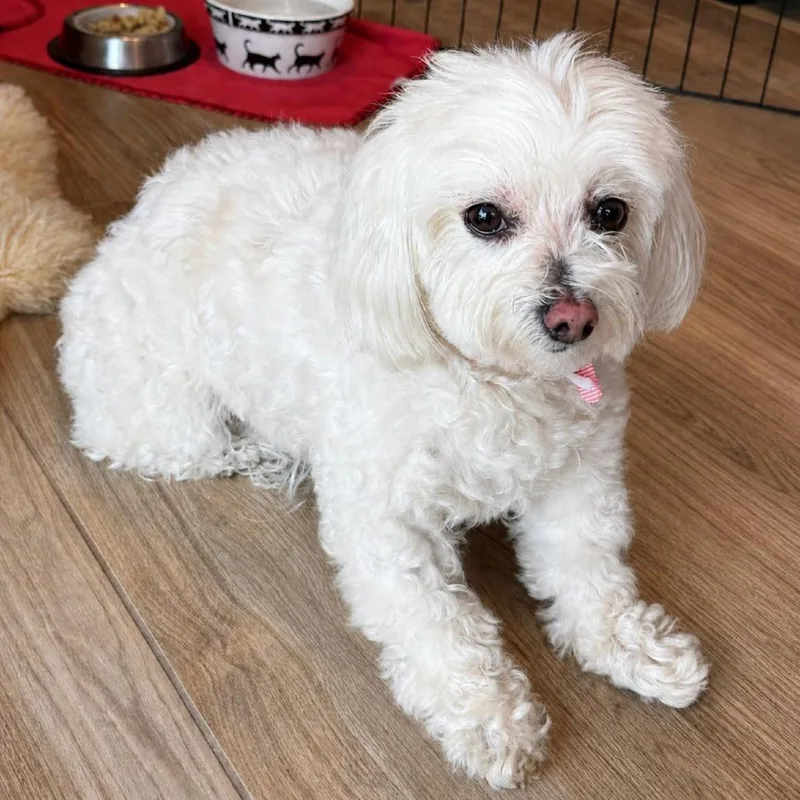 A senior small-sized female White / Cream Maltese dog named Bella M for adoption in San Diego, CA