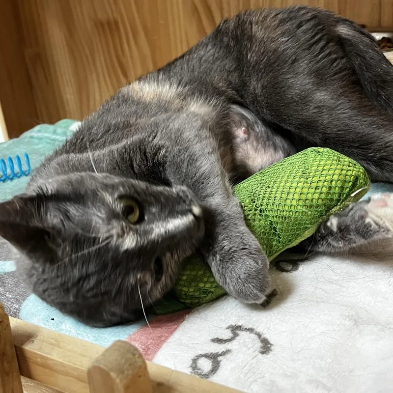 A young medium-sized female Tortoiseshell Domestic Short Hair cat named Athena for adoption in Yucca Valley, CA