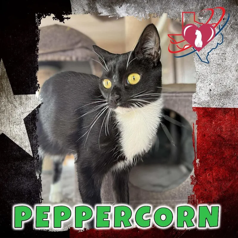Peppercorn
