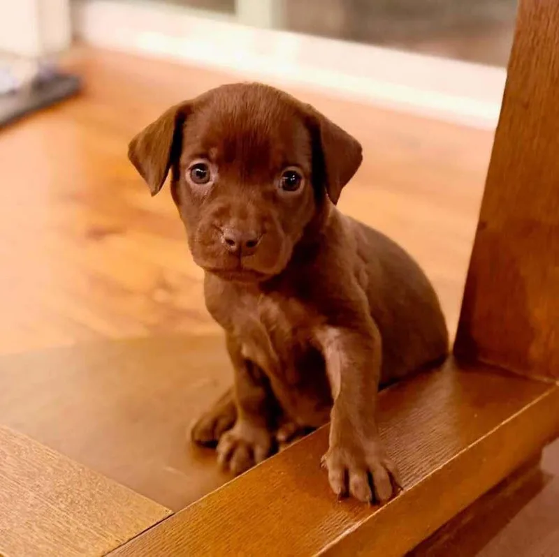A baby medium-sized female Brown / Chocolate Labrador Retriever dog named Dove for adoption in Colorado Springs, CO
