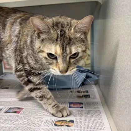 An adult medium-sized female Domestic Short Hair cat named Raina for adoption in New Orleans, LA
