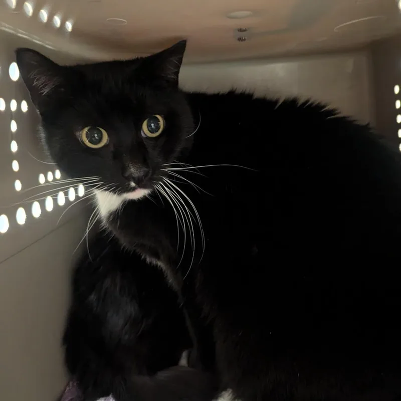 An adult extra large-sized male Black Domestic Short Hair cat named Robin for adoption in Charlottesville, VA