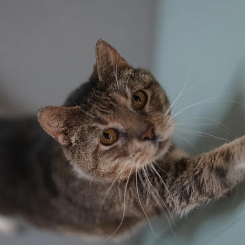 Hubert thumbnail 2