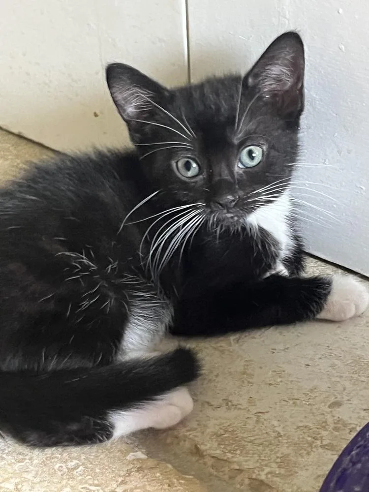 A baby small-sized female Black & White / Tuxedo American Shorthair cat named Lola for adoption in Tampa, FL