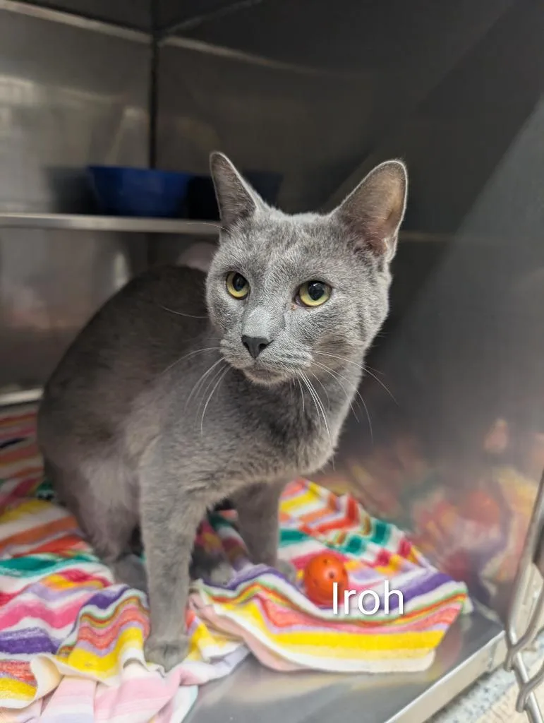 A young medium-sized male Domestic Short Hair cat named Iroh for adoption in Sidney, NY